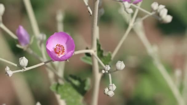 Pink Flowering Axillterminal Indeterminate Racemose Panicle Inflorescences Chaparral Mallow Malacothamnus — Vídeo de stock