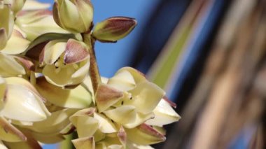 White flowering terminal indeterminate racemose panicle inflorescence of Desert Alimentum, Yucca Schidigera, Asparagaceae, native perennial monoclinous evergreen shrub in the Cottonwood Mountains, Sonoran Desert, Springtime.