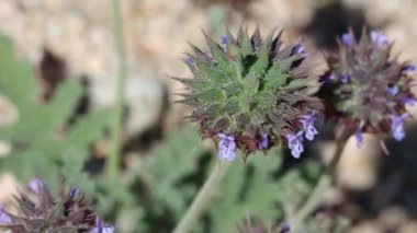 Blue flowering axillaterminal determinate cymose head inflorescences of Desert Chia, Salvia Columbariae, Lamiaceae, native annual monoclinous herb in the Pinto Basin, Sonoran Desert, Springtime.