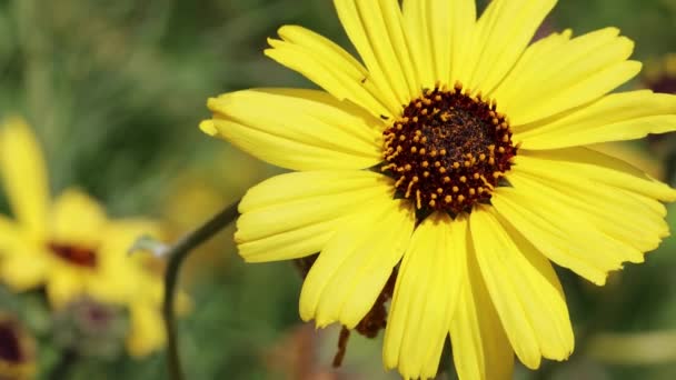 Yellow Flowering Terminal Indeterminate Racemose Radiate Head Inflorescences California Brittlebush — Stockvideo