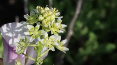 White flowering terminal indeterminate raceme inflorescence of Chaparral Star Lily, Toxicoscordion Fremontii, Melanthiaceae, native perennial monoclinous deciduous herb in the Santa Monica Mountains, Transverse Ranges, Springtime.
