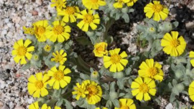 Sarı çiçekli terminalde belirsizlikler baş kızılötesi ışıldıyor. Yeraltı Yünlü Ayçiçeği, Eriophyllum Wallacei, Asteraceae, Coachella Vadisi Çöl-San Jacinto Dağları ekotonisi, İlkbahar.