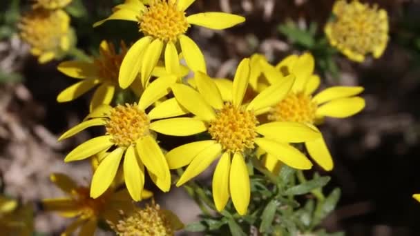 Racemose Indeterminada Terminal Floração Amarela Irradia Inflorescências Cabeça Narrowleaf Goldenbush — Vídeo de Stock