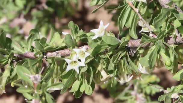 Bíle Kvetoucí Axilární Určují Cymosu Shluk Květů Broskvových Trnů Lycium — Stock video