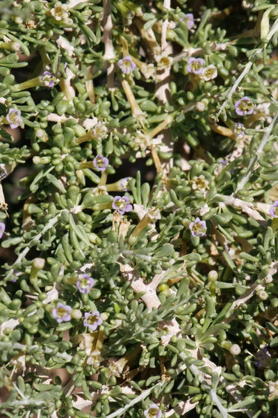 Білі Квіткові Окислювачі Визначають Цимосові Кластери Піщаних Джерелах Desert Thorn — стокове фото