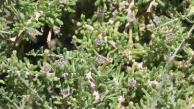 Beyaz çiçekli aksiller, Çöl Dikeni 'nin, Lycium Andersonii' nin, Solanaceae 'nin, Little San Bernardino Dağları' nın, Güney Mojave Çölü 'nün, İlkbahar' ın, Güney Mojave Çölü 'nün, tek yıllık doğal yaprak döken çalılarını belirler..