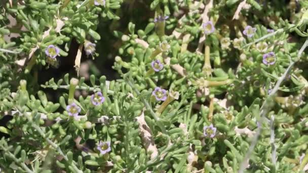 白い開花葉腋が砂漠のとげのある リウム アンダーソン二 ソラナ科 リトルサンバーナーディーノ山脈のネイティブ多年生単斜性落葉低木 南モハベ砂漠 — ストック動画