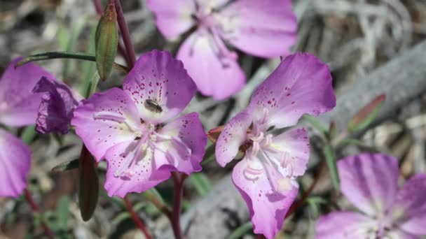 Roze Bloeiende Axillaire Onbepaalde Raceme Bloeiwijzen Van Hill Godetia Clarkia — Stockvideo