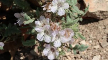Beyaz çiçekli terminal akrep simozu panikleyerek Akrep Çiçeği, Phacelia Cicutaria, Boraginaceae, San Rafael Dağları, Enine Sıraları, İlkbahar.