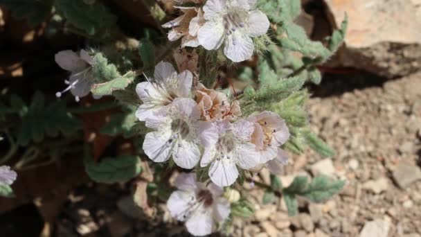 Weiß Blühende Endständige Skorpionrispenblüten Von Caterpillar Scorpionflower Phacelia Cicutaria Boraginaceae — Stockvideo