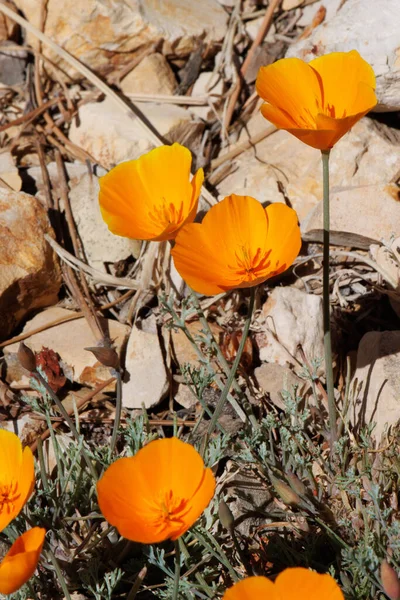 Apelsinblomma Terminal Determinera Cyme Blomstã Llningar Kalifornien Poppy Escholzia Californica — Stockfoto
