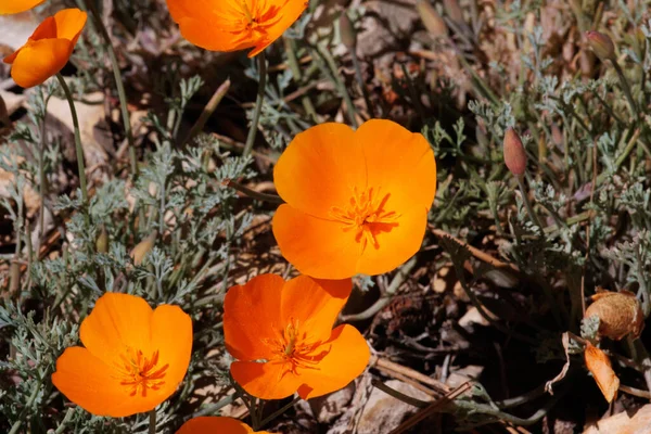 Apelsinblomma Terminal Determinera Cyme Blomstã Llningar Kalifornien Poppy Escholzia Californica — Stockfoto