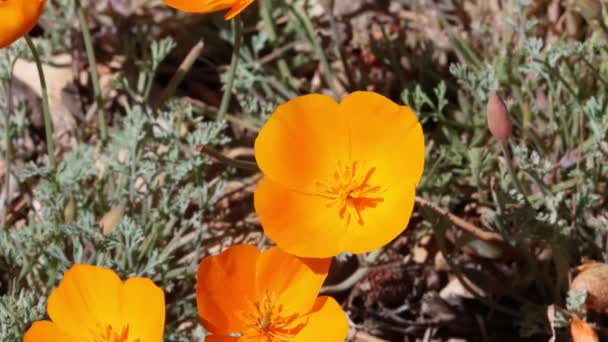 Terminal Floración Naranja Determinan Inflorescencias Cimas California Poppy Eschscholzia Californica — Vídeos de Stock