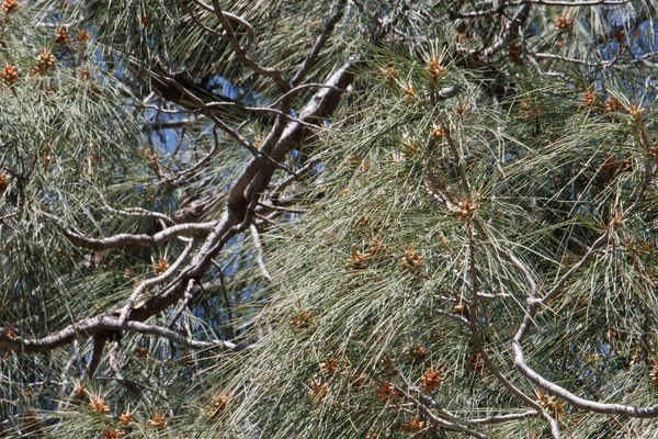 Γαλαζοπράσινα Φύλλα Βελανιδιάς Του Gray Pine Pinus Sabiniana Pinaceae Ενδημικό — Φωτογραφία Αρχείου
