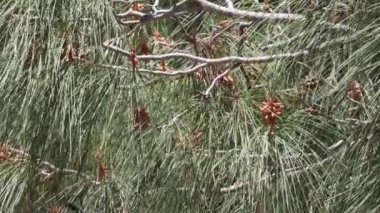 Mavi-yeşil sarkık trifasikulat distal akuminat proksimal olarak kısmen bükülmüş gri çam ağacı yaprakları, Pinus Sabiniana, Pinaceae, San Rafael Dağları, İlkbahar.