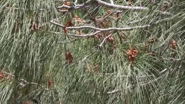 Azul Verde Caindo Trifasciculado Distalmente Acuminado Proximalmente Embainhado Ligeiramente Torcido — Vídeo de Stock