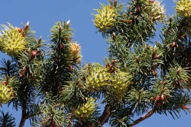 Bigcone Firlock, Pseudotsuga Macrocarpa, Pinaceae, San Rafael Dağları 'nda, Enine Sıradağları' nda, Enine Sıraları 'nda, Enine Sıralar' da, İlkbahar 'da, her zaman yemyeşil olan yerli, olgunlaşmamış megastrobilus konileri taşır..