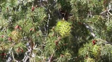 Bigcone Firlock, Pseudotsuga Macrocarpa, Pinaceae, San Rafael Dağları 'nda, Enine Sıradağları' nda, Enine Sıraları 'nda, Enine Sıralar' da, İlkbahar 'da, her zaman yemyeşil olan yerli, olgunlaşmamış megastrobilus konileri taşır..