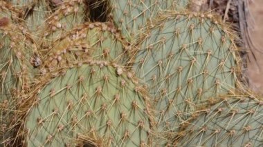 Kısmen üst üste binen sarı dikenli dikenler, asgari karanlık trikomatik glochidiate armut, Opuntia Chlorotica, Cactaceae, Joshua Tree Ulusal Parkı, Güney Mojave Çölü, Summer.