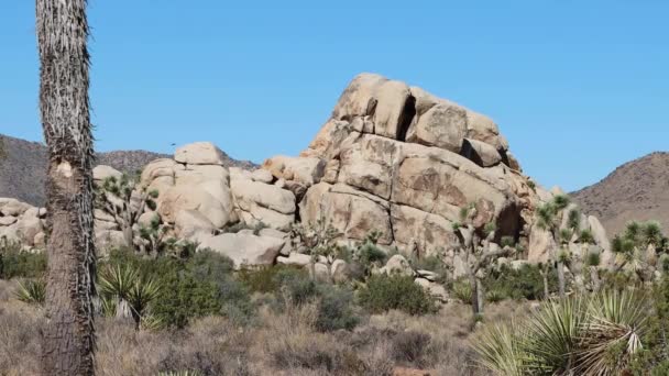 Été Dans Les Petites Montagnes San Bernardino Environ 4000 Pieds — Video