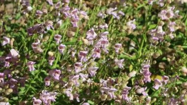 Doğayla iletişim kurarak ilham verici bir bakışla Penstemon Grinnellii popülasyonunun yaz güzelliğine San Jacinto Dağları 'ndaki doğal orman habitatlarında usulca salınan.