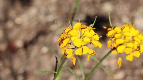 Gelbblühender Endständiger Unbestimmter Blütenstand Von Westlichen Mauerblümchen Erysimum Capitatum Brassicaceae — Stockvideo