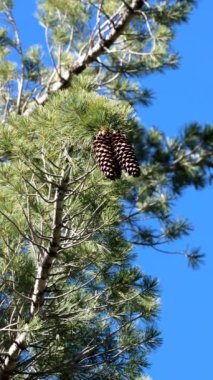 Kahverengi olgun simetrik kümeler Sweetresin Pine, Pinus Lambertiana, Pinaceae, San Jacinto Dağları, Yarımada Dağları, Yaz mevsiminde yerel tek yıllık yeşil ağaç..