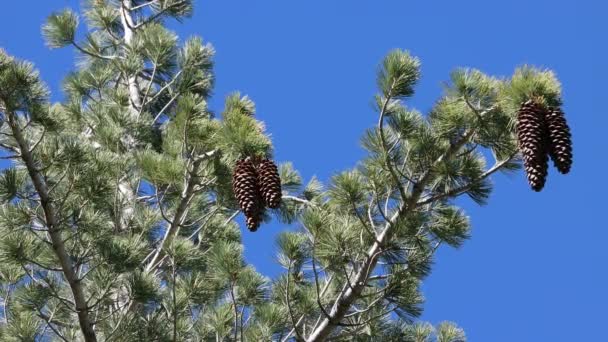Brown Mature Symmetric Clustered Pendent Megastrobilus Ovulate Cones Sweetresin Pine — Stock Video