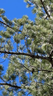 Mavi-yeşil düz yayılan pentafasikulat, Sweetresin Pine, Pinus Lambertiana, Pinaceae, San Jacinto Dağları, Yarımada Dağları, Yaz.