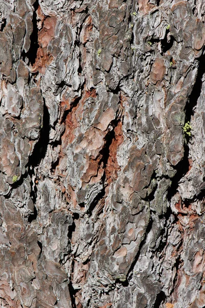 Gris Brun Vieilli Écorce Écaillée Sillonnée Pin Résine Douce Pinus — Photo