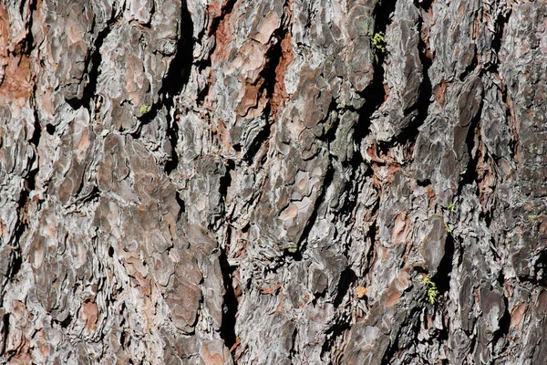 松脂松木 松木松 松果科 圣加西托山脉的本地多年生一叶常绿乔木 半岛山脉 夏季的老化灰褐色带皮山脊树皮 — 图库照片
