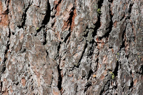 Stárnoucí Šedohnědá Šupinatá Zbrázděná Hřebenová Kůra Sweetresin Pine Pinus Lambertiana — Stock fotografie