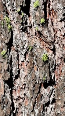 Sweetresin Pine, Pinus Lambertiana, Pinaceae, San Jacinto Dağları 'nda, Peninsular Sıradağları' nda, Yaz mevsiminde, her daim yemyeşil olan yerli, gri-kahverengi, pullu sırtı kabuğu..