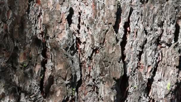 Stárnoucí Šedohnědá Šupinatá Zbrázděná Hřebenová Kůra Sweetresin Pine Pinus Lambertiana — Stock video