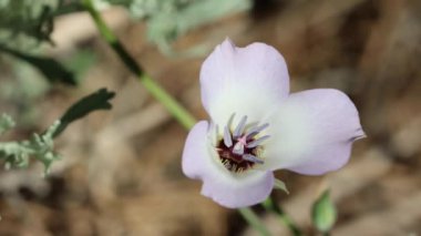 Beyaz çiçekli aksillateral belirleyici cyme inflorescence of Plain Mariposa Lily, Calochortus Invenustus, Liliaceae San Gabriel Dağları, Transverse Sıradağları, Summer.