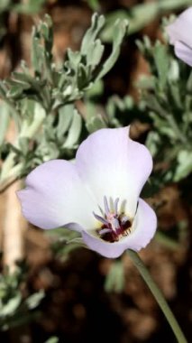 Beyaz çiçekli aksillateral belirleyici cyme inflorescence of Plain Mariposa Lily, Calochortus Invenustus, Liliaceae San Gabriel Dağları, Transverse Sıradağları, Summer.