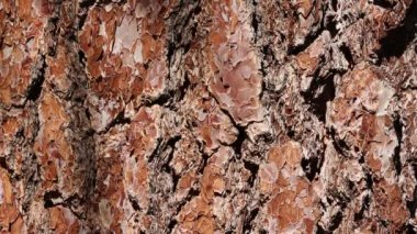 Redolent Sarı Çam, Pinus Jeffreyi, Pinaceae, San Gabriel Dağları 'ndaki yerel, sarı-kahverengi aromalı pullu sırtı kabuğu, Enine Sıraları, Yaz.