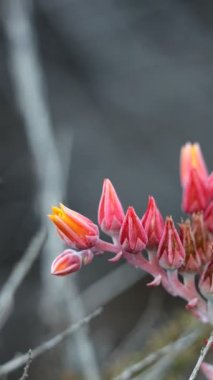 Sarı çiçekli terminal Lanceleaf Livecence, Dudleya Lanceolata, Crassulaceae, Ventura County Sahili 'nin daimi monoklinik yaprak döken doğal bitkisi Summer.