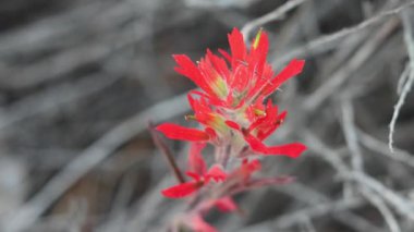 Sahil Paintbrush, Castilleja Affinis, Orobanchaceae, Ventura County Sahili 'nin daimi tek yıllı doğal yaprak döken bitkisi Summer..