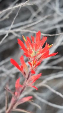 Sahil Paintbrush, Castilleja Affinis, Orobanchaceae, Ventura County Sahili 'nin daimi tek yıllı doğal yaprak döken bitkisi Summer..