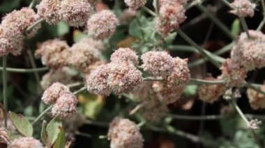 Pembe çiçekli aksoniyal belirleyici simoz baş Ashyleaf Karabuğday, Eriogonum Cinereum, Polygonaceae, Ventura County Sahili 'nde daimi tek merkezli çalı, Summer.
