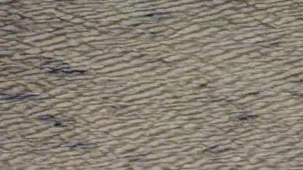 Wellen Tanzen Anmutig Durch Einen Kleinen Heimischen Süßwasser Sumpflebensraum Dem — Stockvideo