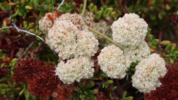 White Flowering Axillaterminal Determinate Cymose Head Inflorescences Coastal California Buckwheat — Vídeo de Stock