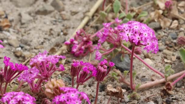 Pembe Çiçekli Aksiller Belirsiz Yarış Atı Kümesi Pembe Kum Verbena — Stok video