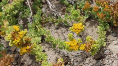 Deniz Goldenbush, Isocoma Menziesii Variety Sedoides, Asteraceae, Coastal Ventura County 'deki daimi monoklinöz yaprak döken yerli çalılar, Summer.