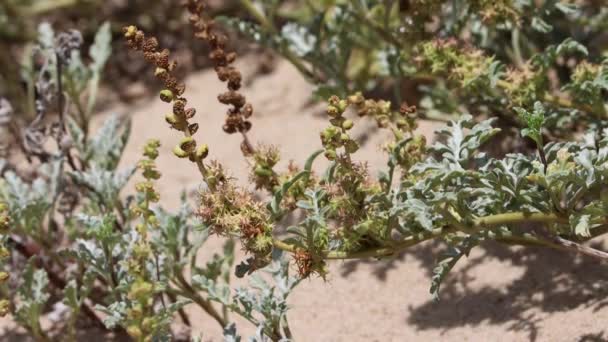 Silver Beach Ragbur Ambrosia Chamissonis Asteraceae Nin Yeşil Trikotik Ahlaksız — Stok video