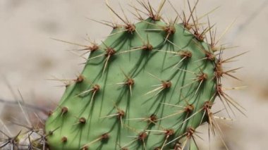 Sarılar nadiren üst üste binen dikenler, sahil dikenli armut, Opuntia Littoralis, Cactaceae, Coastal Ventura İlçesi 'ndeki yerel monoklinöz çalı, Summer.