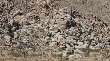 Yucca Brevifolia ve diğer Güney Mojave Çölü çalılıkları Little San Bernardino Dağları 'nın yaklaşık 4000 feet yüksekliğindeki kayalık ormanın doğal bileşenleridir..