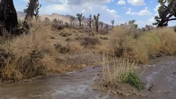 Flash Floods Natural Part Summer Monsoon Season Southern Mojave Desert — Stock Video