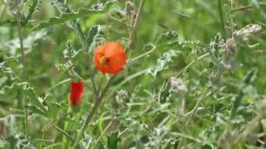 Turuncu çiçekli aksoner belirsiz yarış yarışları Dar Yaprak Çölü Mallow, Sphaeralcea Angustifolia, Malvaceae Little San Bernardino Dağları, Güney Mojave Çölü, Yaz.